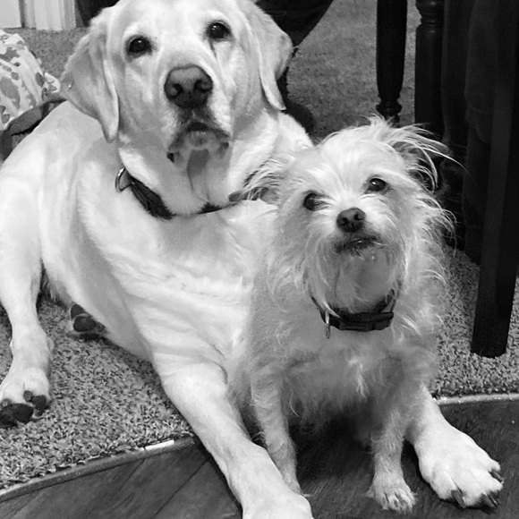 Meet your Posher, Shannon kunkle - Picture 4 of 5